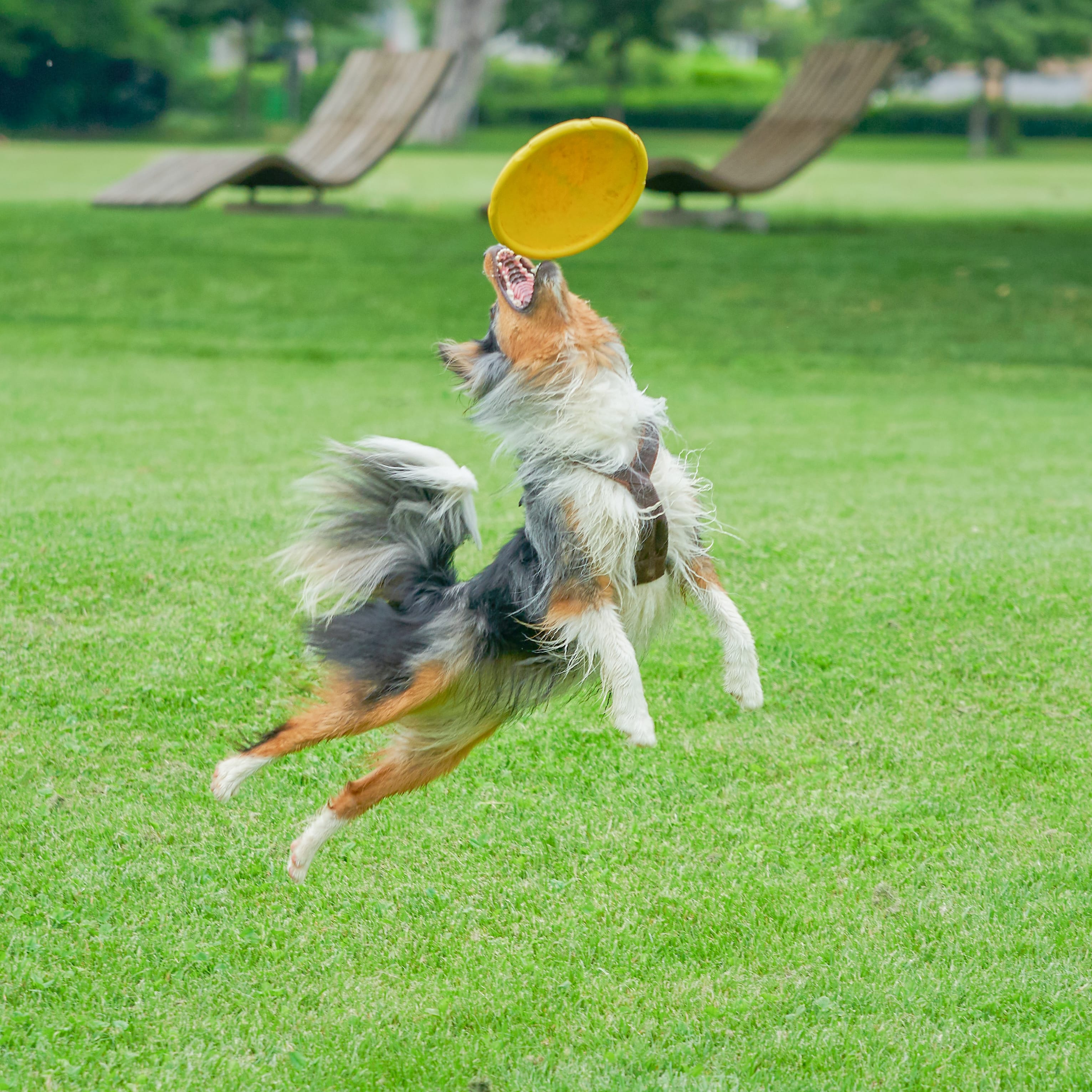 Two happy dog friends running at the viewer