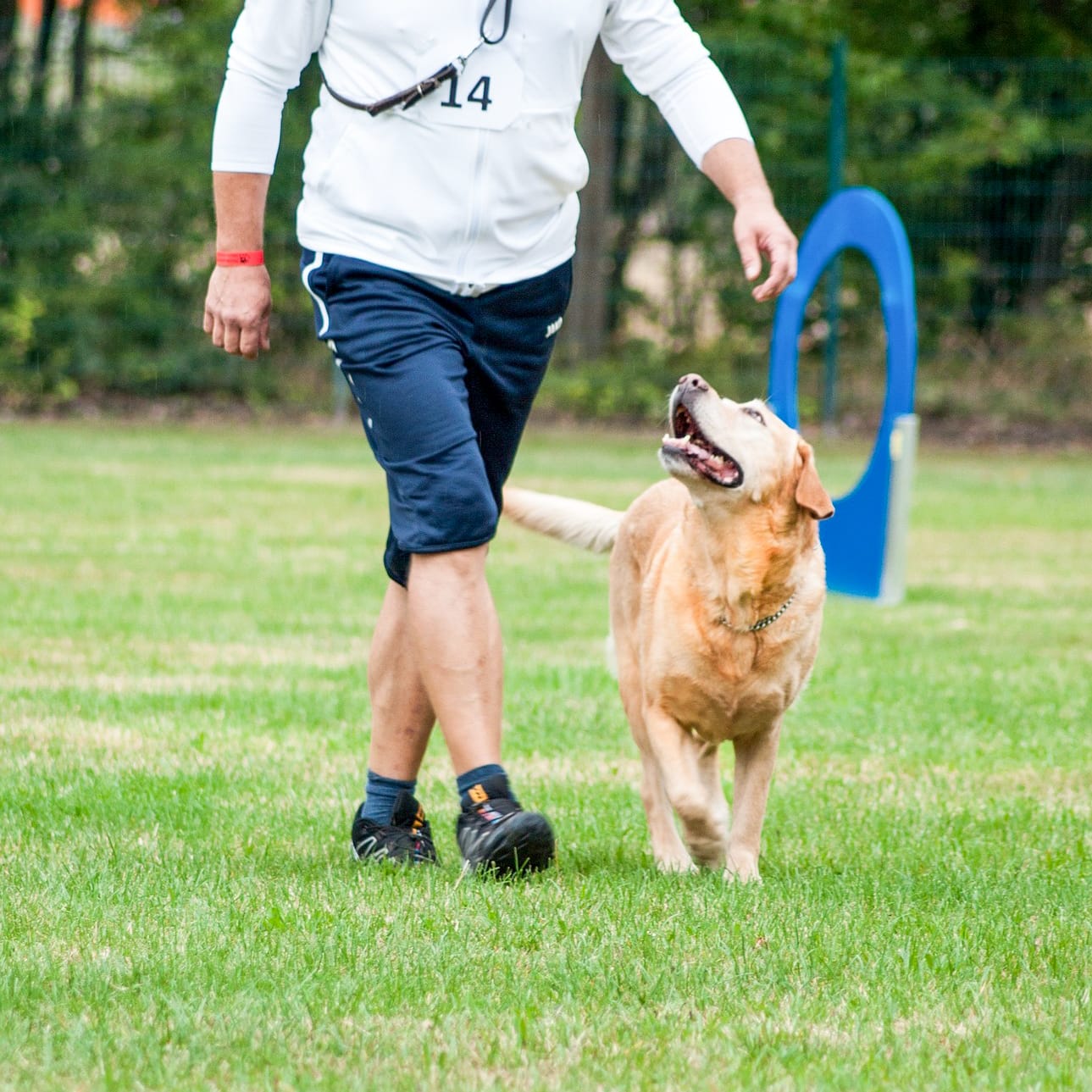 Two happy dog friends running at the viewer